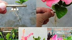 Ideas 💡 ⭐ Growing Hibiscus Plants from Cuttings #organicfarming #naturalfarming #ai | Noble Arya