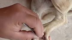 OMG! Big fat ticks hide in poor dog fur, the way use tweezers to remove ticks from poor dog