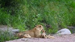African Lioness Bonding Cub Kruger National Stock Footage Video (100% Royalty-free) 1066020340 | Shutterstock