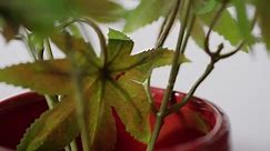 Slow Motion Spinning Pot Plant On Stock Footage Video (100% Royalty-free) 1021323478 | Shutterstock