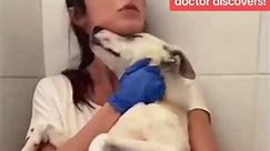 A dog gives birth but then the doctor discovers they are not puppies! #truestory #LearnOnTikTok #dog #abandoned | Fewman Wilkins