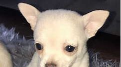Maggie-fawn chihuahua x yorky girl - £650