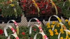 Lowe’s Best Deal on Annuals! #lowes #lowesplants