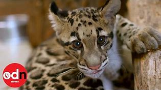 Adorable Rare Clouded Leopard Cubs Welcomed Into New Zoo!