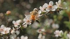 Western Honey bee searching for freshest nectar from Manuka flowers