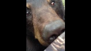 Bear & Man... Face to Face! {ORIGINAL VIDEO}