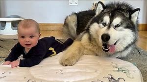 Adorable Baby Boy Talks To His Giant Fluffy Guard Dogs! (Cutest Ever!!)