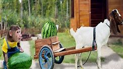 So smart! CUTIS farmer enlist harvest watermelons sell buy huge bathtubs