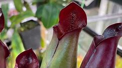 Nepenthes grow tent , heliamphora April update