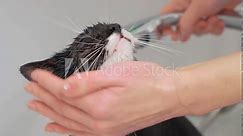 Cat shower, fur hygiene in bathroom. Wet black cat watered from shower head in bathtub. Grooming hygiene procedure. Pets caring, disinfection treatment, flea extermination