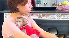 Monkey Kaka acknowledged to Mom that he had eaten honey covertly
