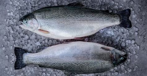 Ikan Trout