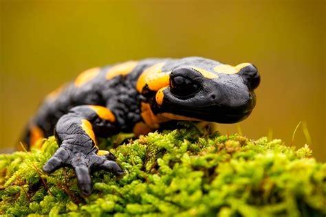 salamandro nude